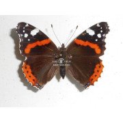 VANESSA ATALANTA